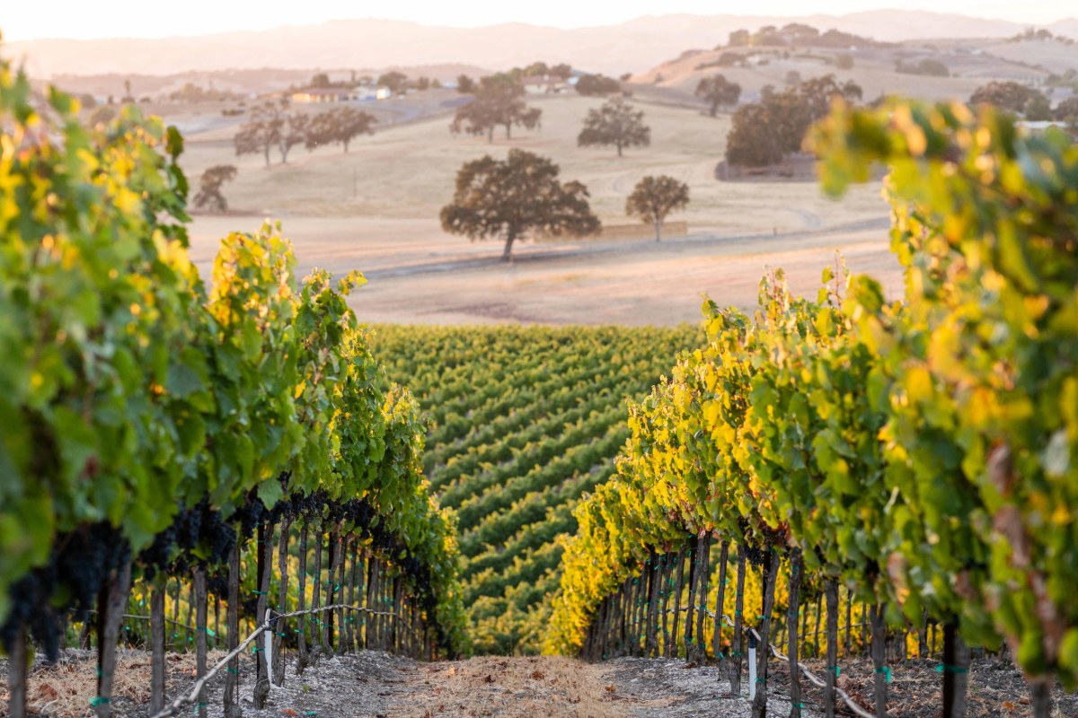 Go West, Wine Drinkers